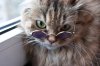 depositphotos_21698483-stock-photo-clever-puss-in-glasses.jpg